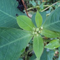 Euphorbia heterophylla L.
